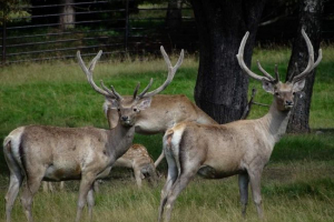 Tugai noble deer